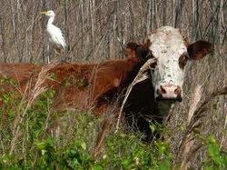 Is the relationship between a cattle egret and cow an example of symbiosis?